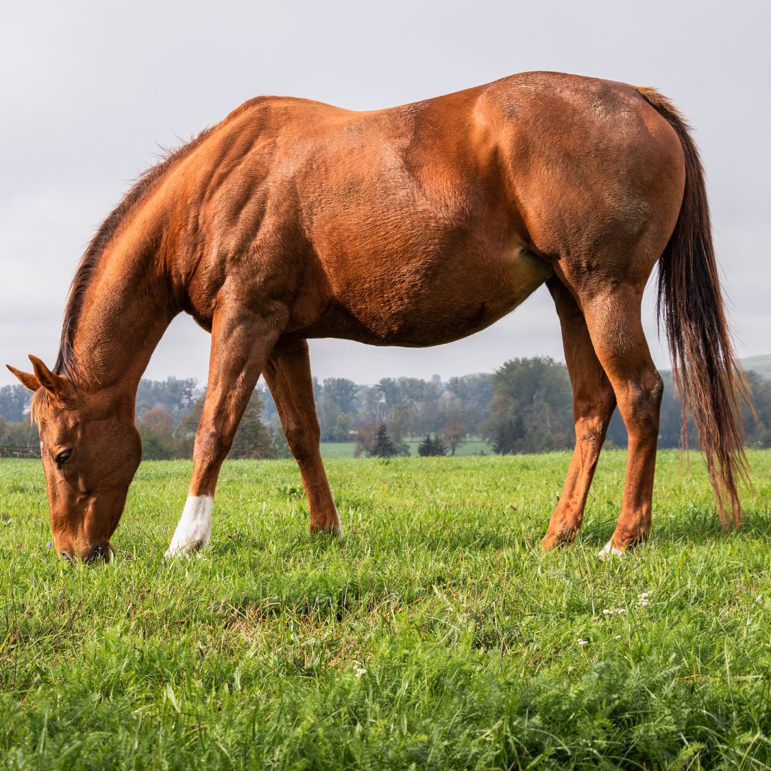 Common Causes of Horse Obesity and When To Call a Vet
