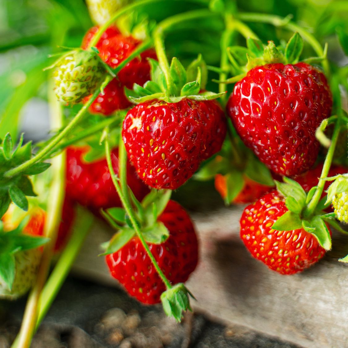 The Smallest Produce You Can Grow Indoors