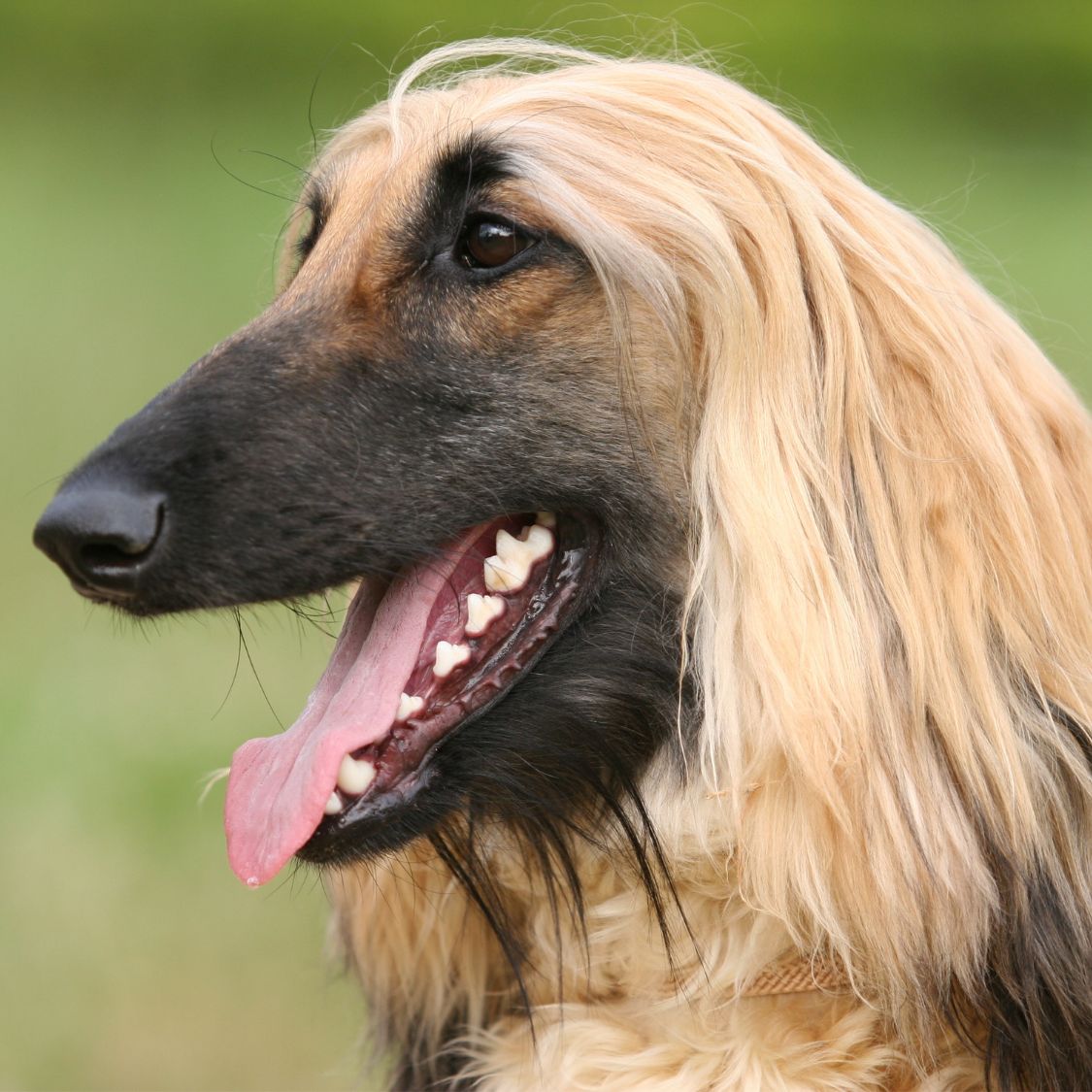 Things To Know When Adopting an Afghan Hound