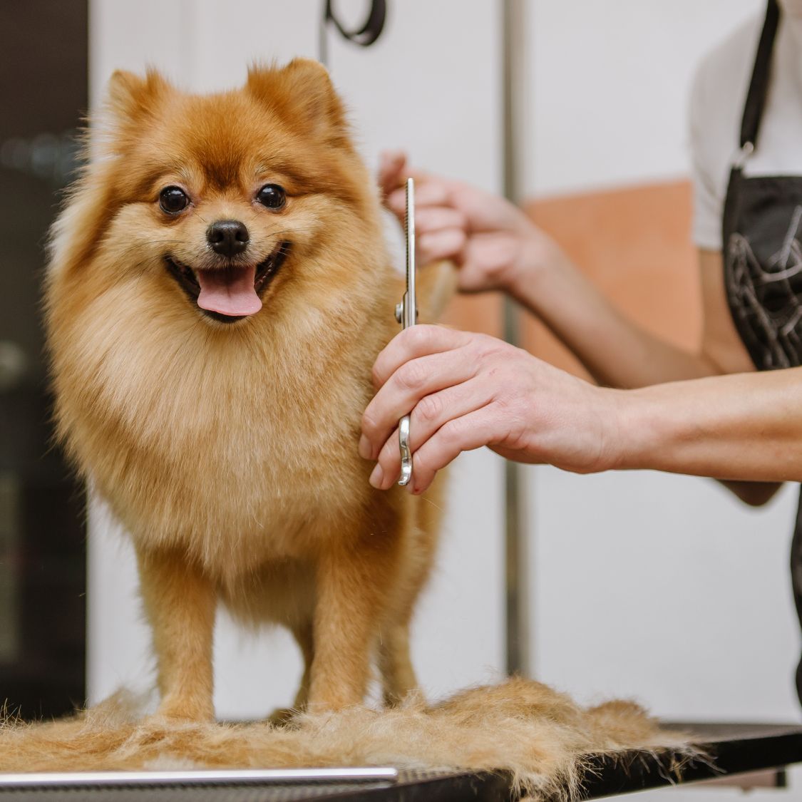 Common Mistakes To Avoid During Pet Grooming