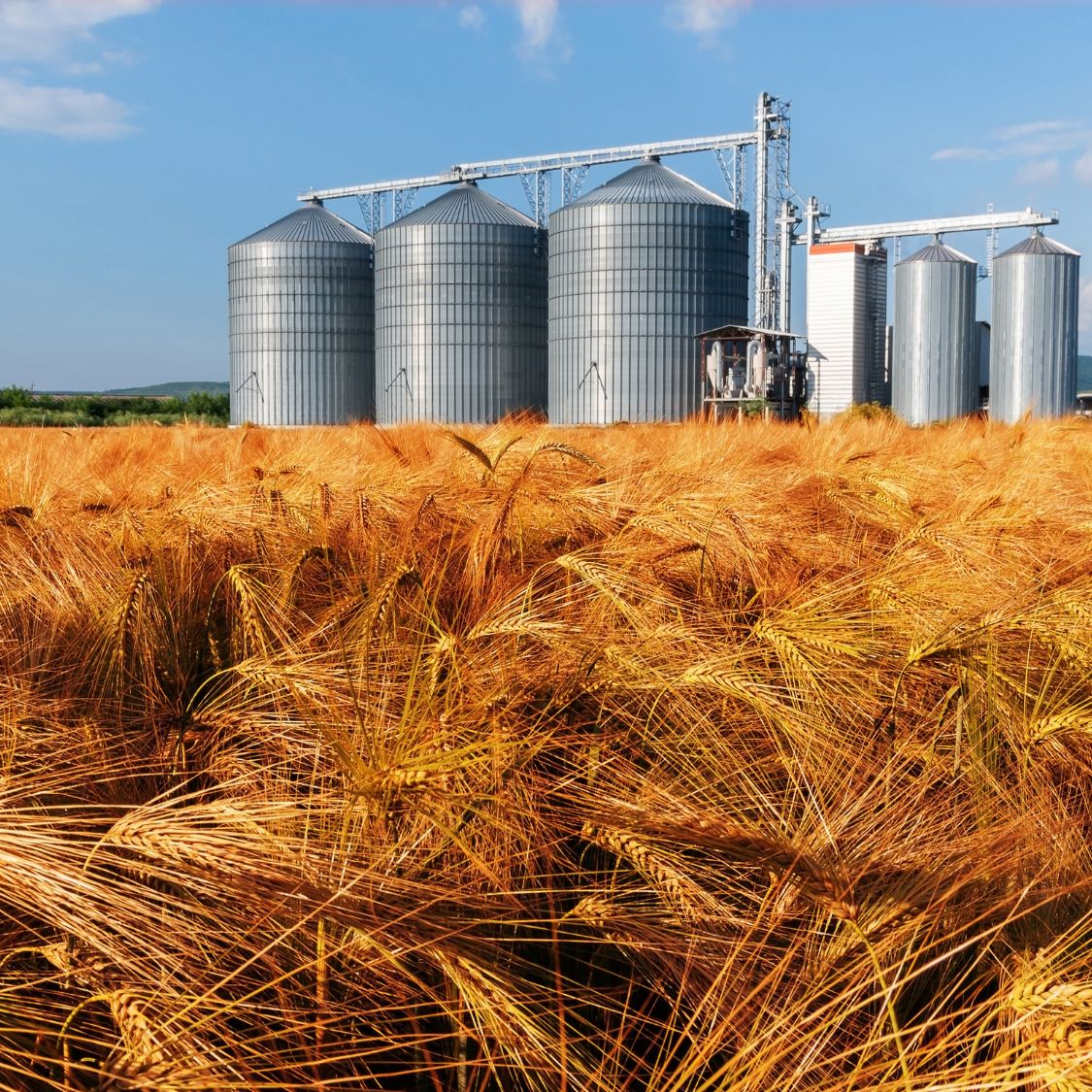 Why Farmers Should Invest in On-Farm Grain Storage