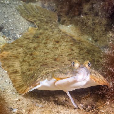 Tips for Getting Started Flounder Gigging