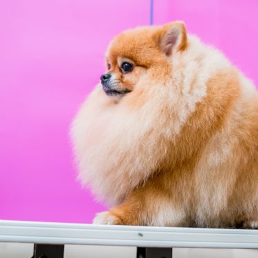 5 Signs Your Dog Needs a Visit With the Groomer
