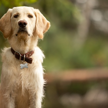 A cream-colored dog sits facing forward while wearing a collar, with a blurred background of trees and greenery behind it.