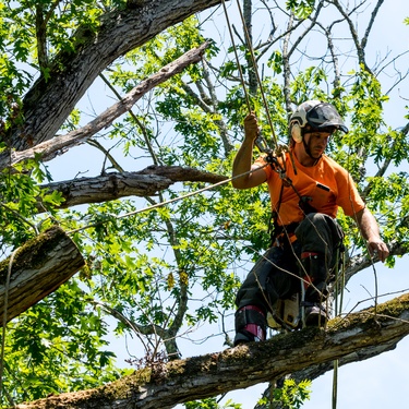 Tree Care Safety Tips for New and Experienced Arborists