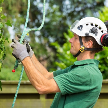 Top Safety Tips for Arborists Working at Heights