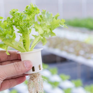 Someone holding a hydroponic lettuce plant in a net pot with rows of growing plants blurred in the background.