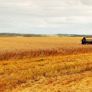 A red combine is harvesting a field of soybeans during the day. Dust kicks up behind the combine.
