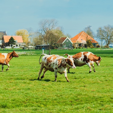5 Tips for Creating an Enriching Life for Your Cattle