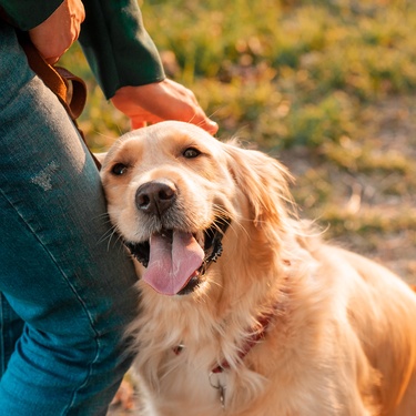 Essential Gear for Pet Owners Who Love the Outdoors