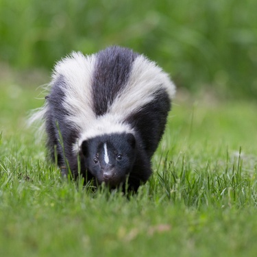 A black and white skunk with raised fur walking through green grass, facing forward with its nose close to the ground.