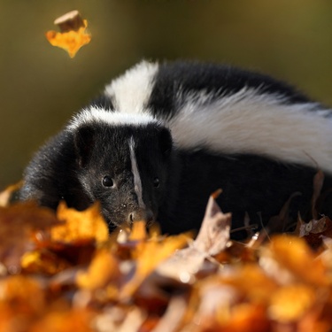 A close-up of a skunk walking around autumn foilage. There are orange and red leaves falling on the ground.