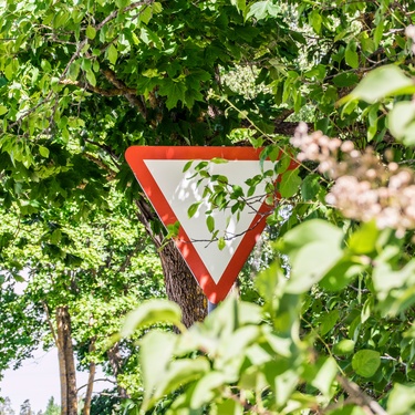 Overgrown vegetation from a bush covering a yield sign. There is also an untamed tree behind the sign.