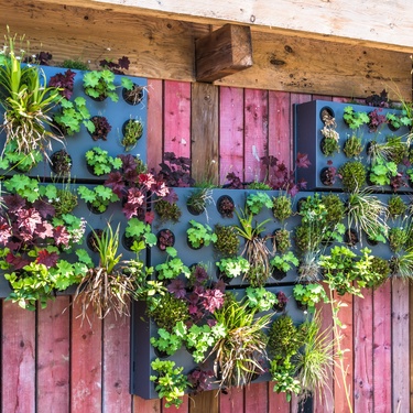Colorful plants grow in black containers mounted on a red-stained wooden wall, creating a vertical garden.