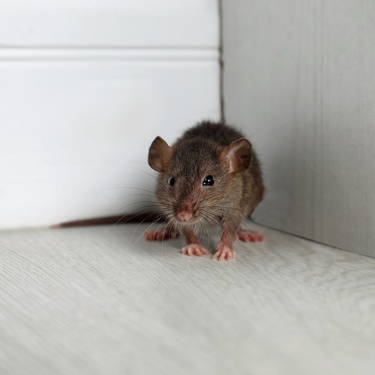 Common Diseases Carried by Rats and Mice
