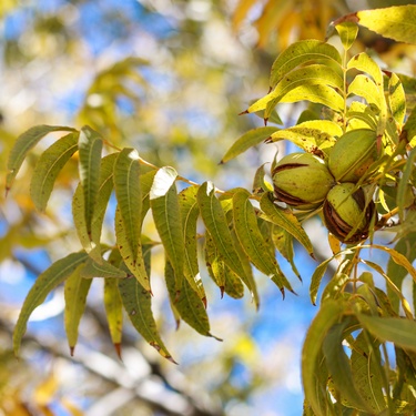 A close-up of pecan nuts inside their husks. Golden leaves also line the branches of the pecan tree.