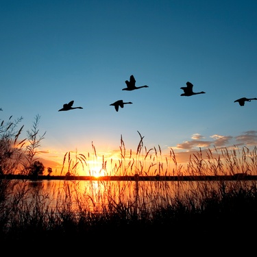 4 Suggestions You Need for Better Duck Hunting