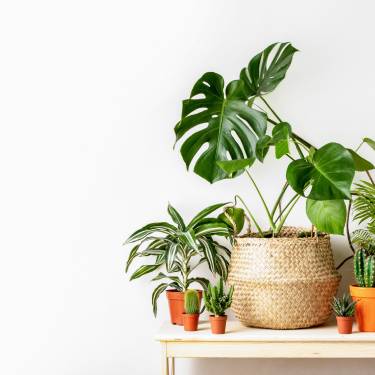 Reasons To Add Indoor Plants to Your Living Room
