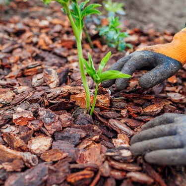 A pair of hands wear gloves as they spread bark mulch in the garden bed, with two sprouted plants popping up.