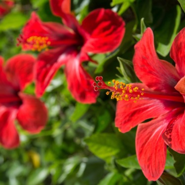 Red hibiscus flowers blooming among green leaves, with yellow stamens and several blurred blossoms behind them.