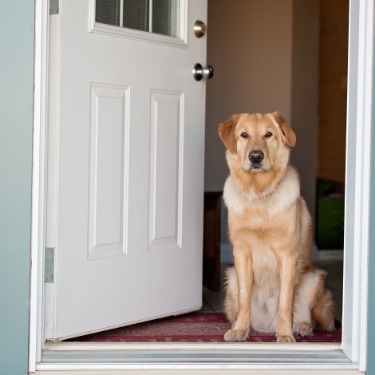 Golden retriever sits calmly in an open front doorway, facing forward with a white door partially open behind it.