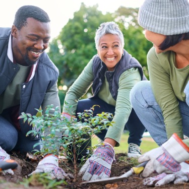 Three adults are wearing gloves, kneeling on grass, and planting a small shrub with hand tools beside green trees.