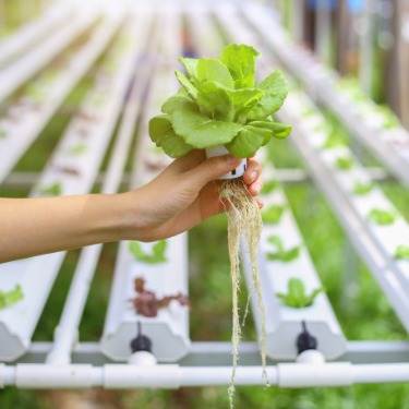 Hand holding a leafy green lettuce plant with exposed roots above rows of white hydroponic growing channels.