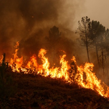 A fire is raging in a heavily wooded area. There is smoke billowing from the fire. The fire is cutting a path through the forest.