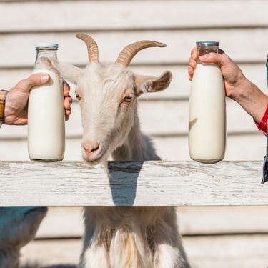 Two people stand against a fence, each with a bottle of milk. A white goat stands behind the fence, between the bottles.