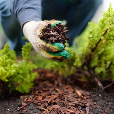A gloved hand spreads wood mulch around small green plants, covering soil to retain moisture and improve garden health.