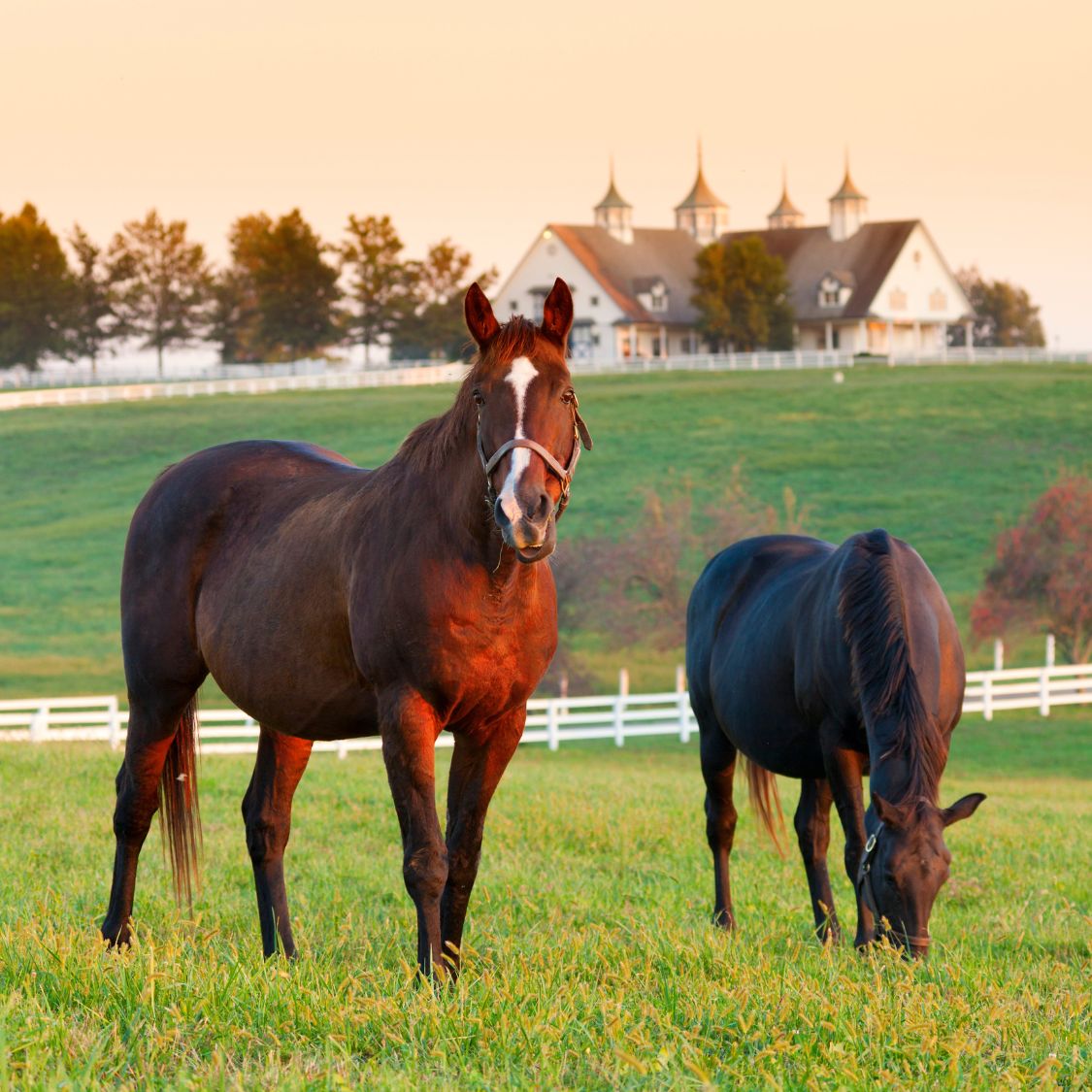 The Best Jobs You Can Get Related to Horses