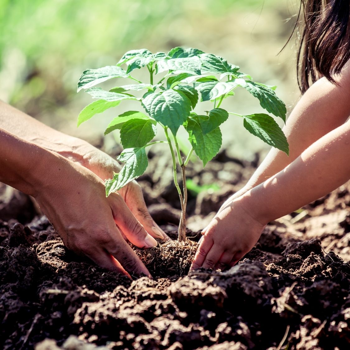 The Best Trees To Plant in Your Backyard