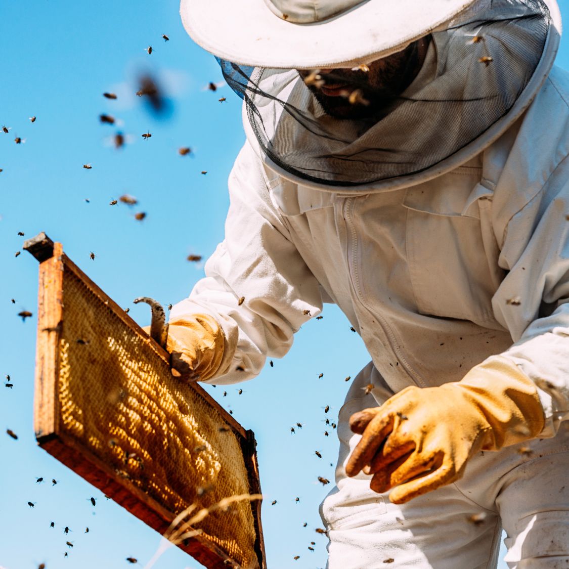 A Short History of Beekeeping and Its Evolution
