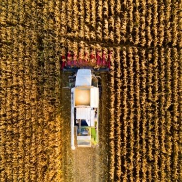 Tips for Getting the Most Out of Corn Harvest