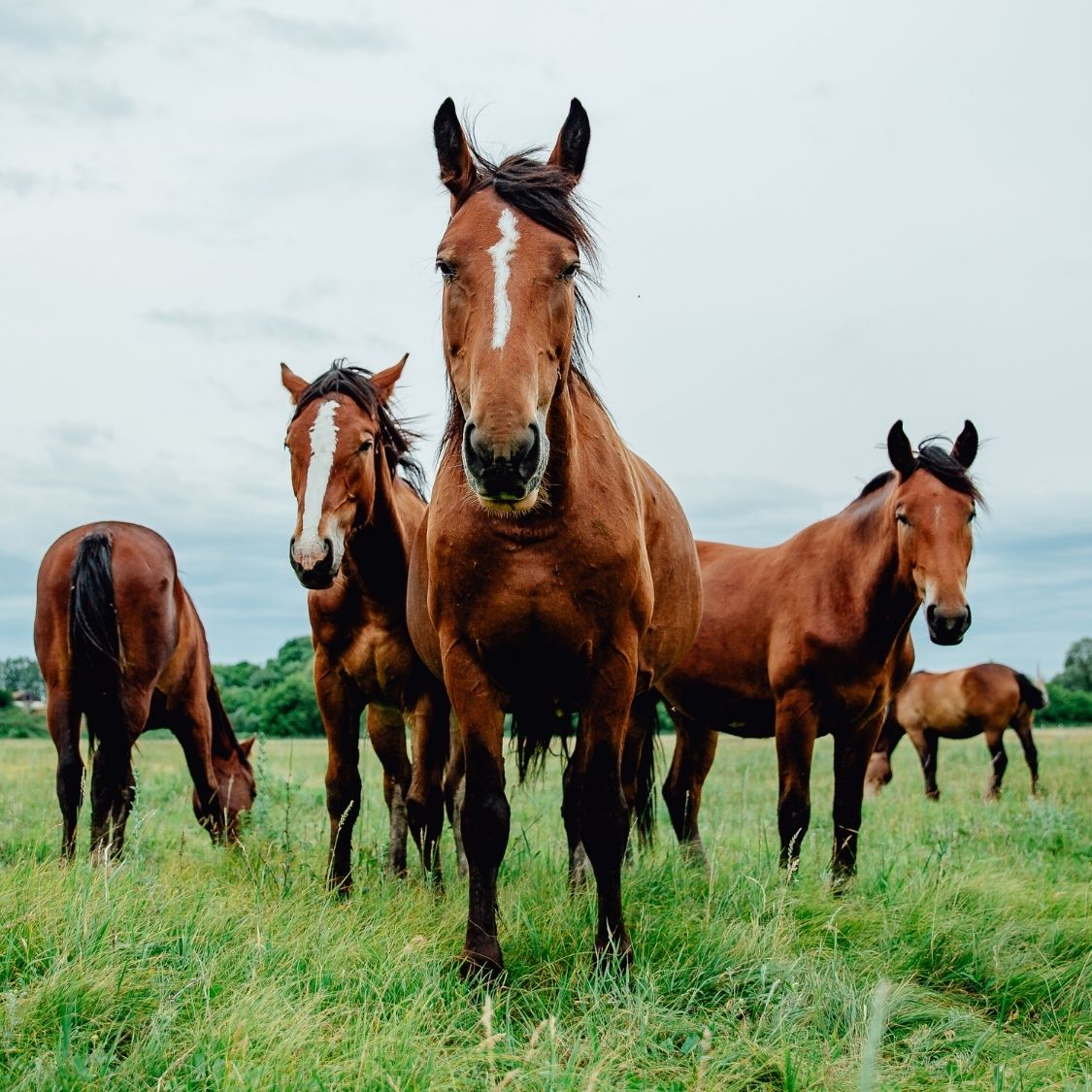 How You Can Introduce a New Horse to the Herd
