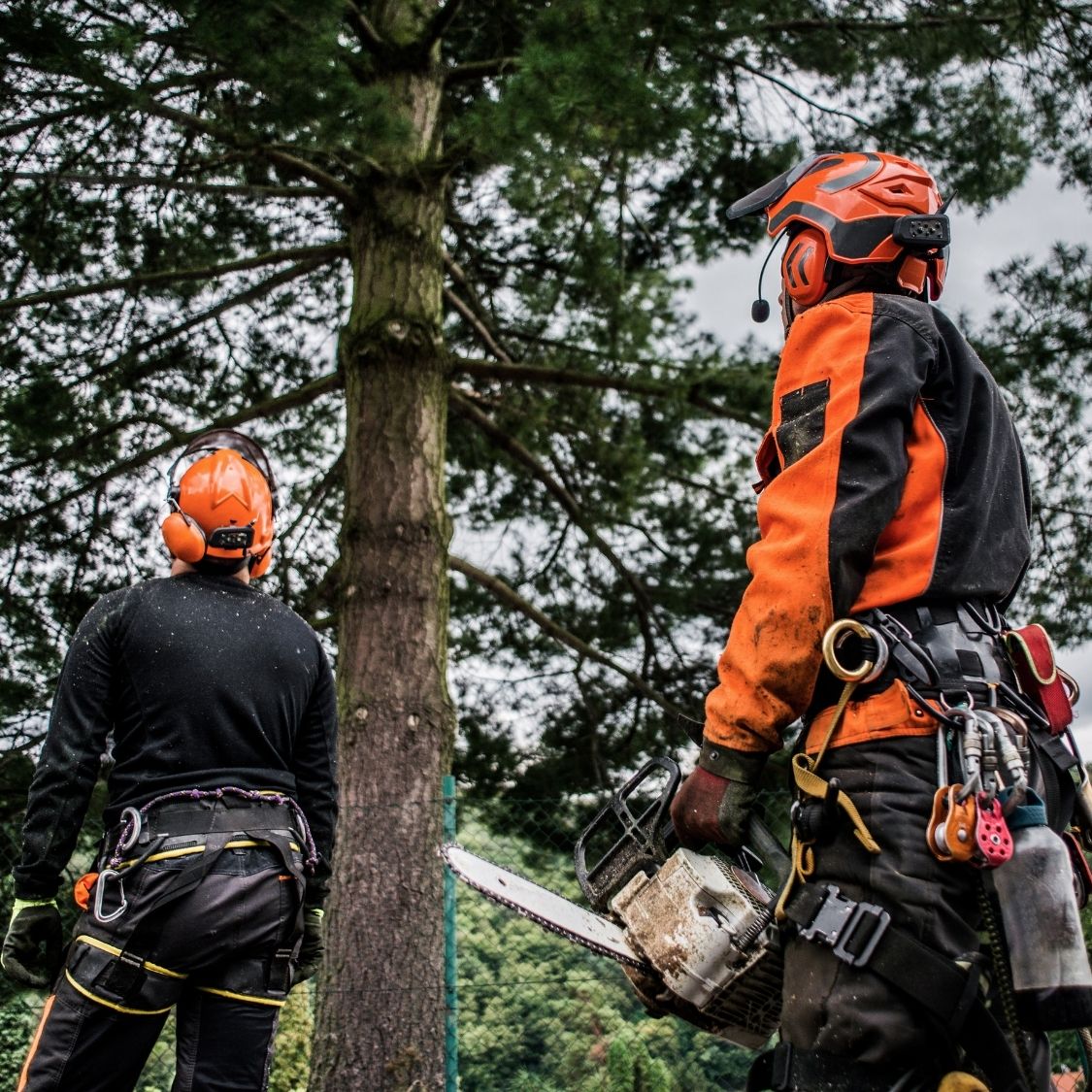 The Best Ways To Stay Safe as an Arborist