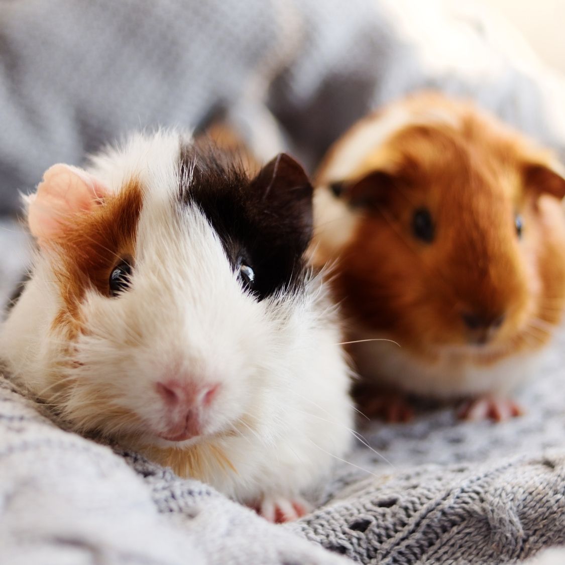 Considerations Before Owning a Small Pet