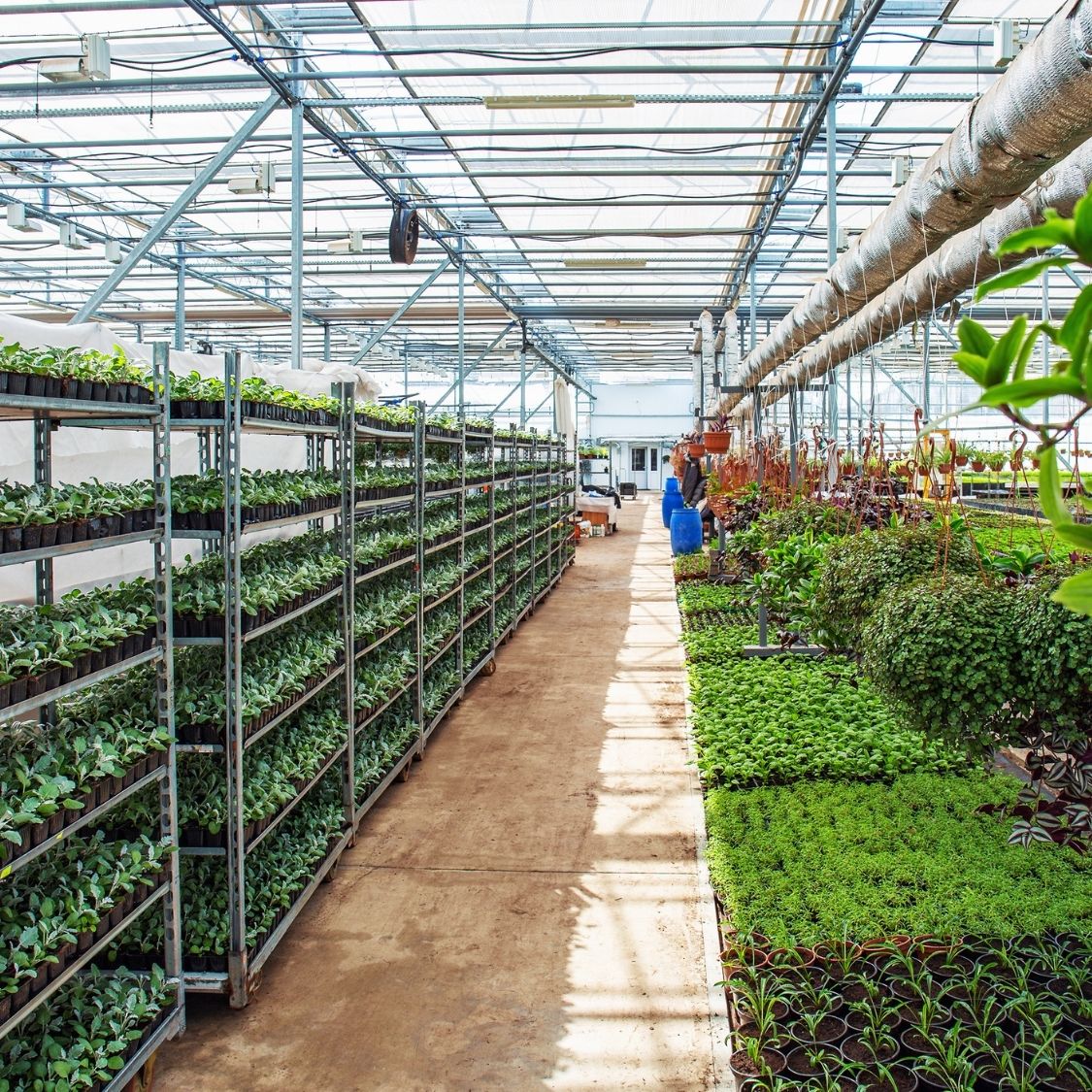 Why Industrial Greenhouses Are the Future of Agriculture