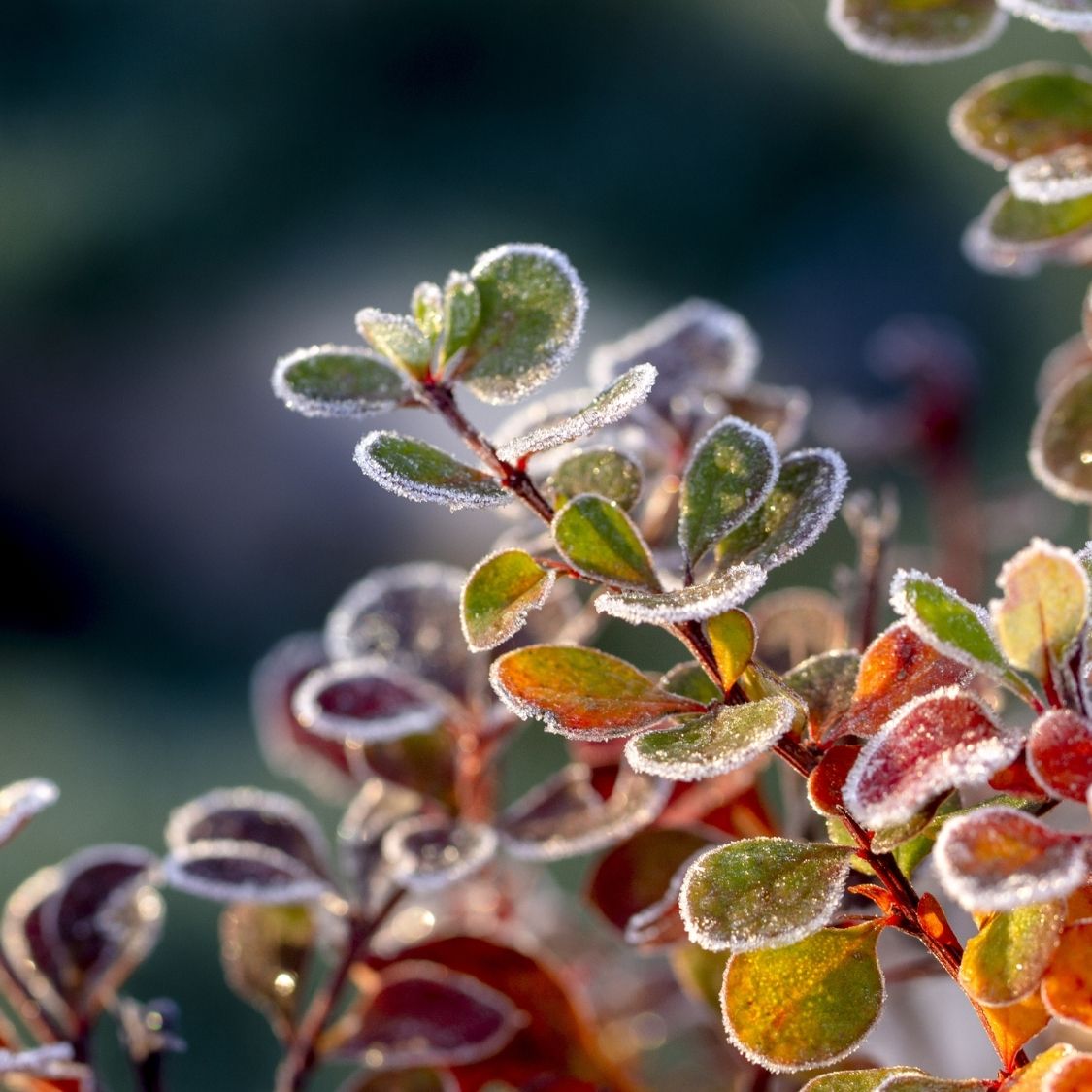 Three Smart Ways To Winterize Your Yard and Garden