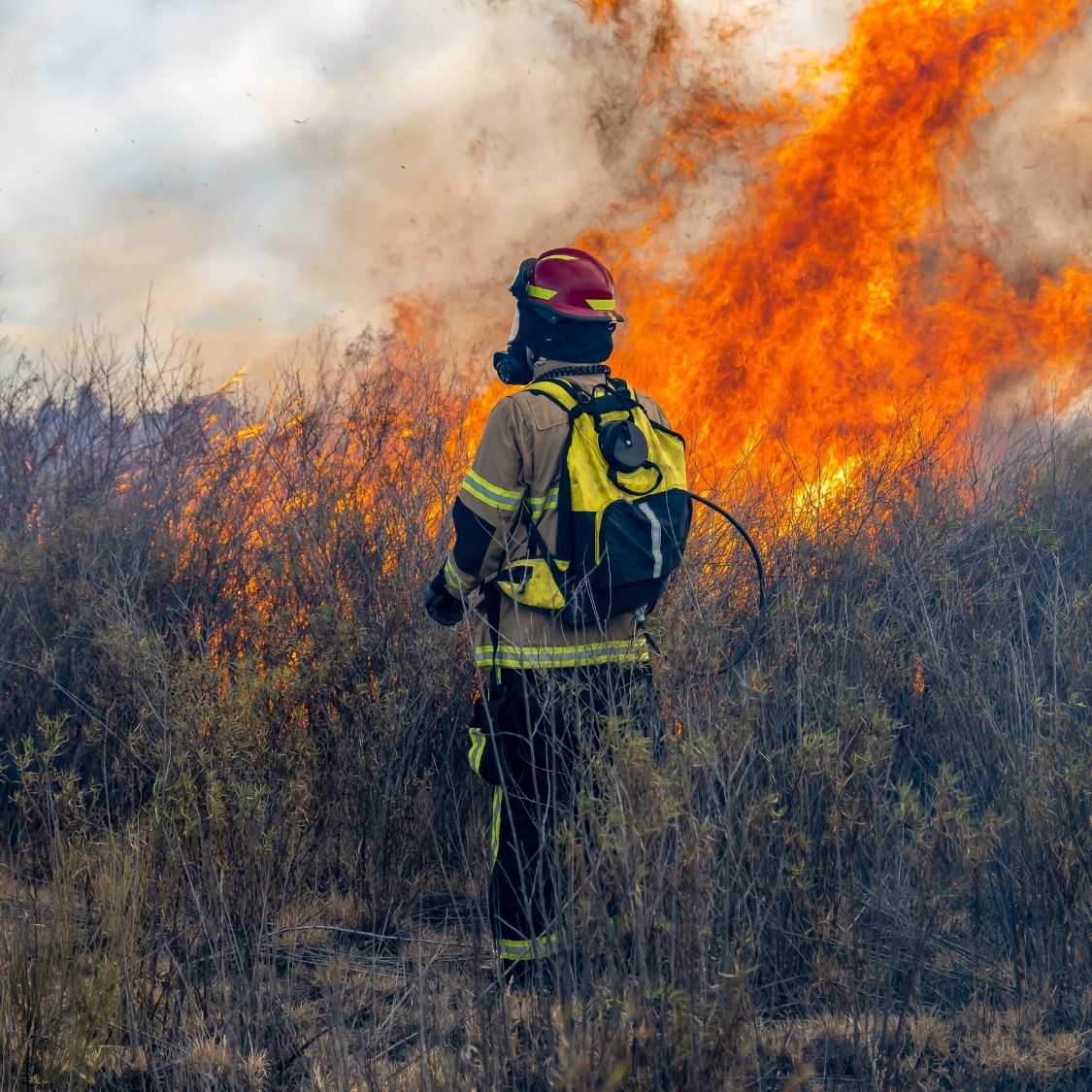 Understanding What It Takes To Put Out a Wildfire