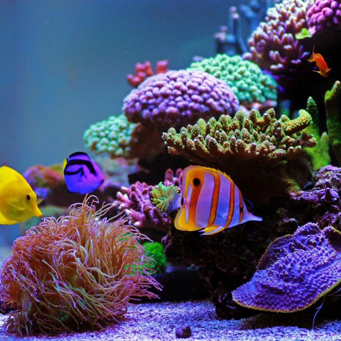 The Best Ways To Mitigate Algae Growth in Your Aquarium