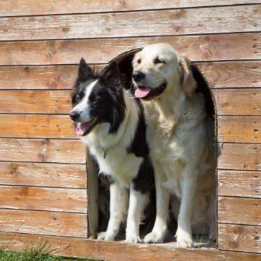Questions You Should Ask Before Choosing a Boarding Kennel