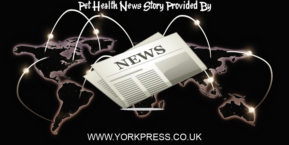 Pet Health News: Vet shares 5 common illnesses that your pet may be ill from