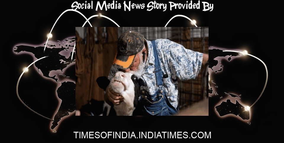 Social Media News: Why cow cuddling, a social media rage, is under threat in US - The Times of India