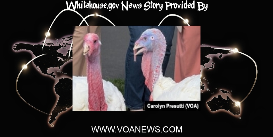 White House News: Two Turkeys ‘Liberty’ and ‘Bell’ Pardoned by Biden - Voice of America - VOA News