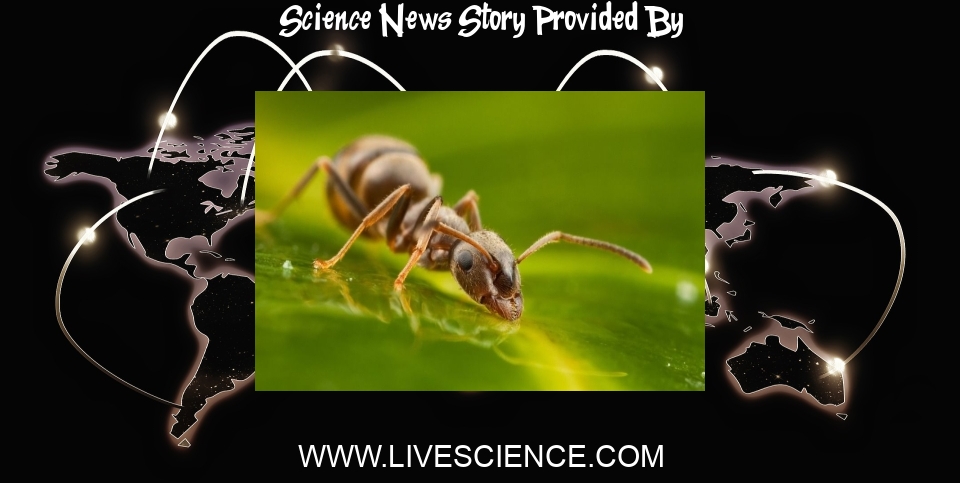 Science News: Ants can detect the scent of cancer in urine - Livescience.com