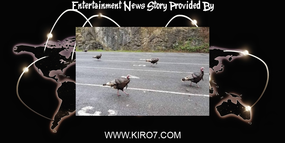 Entertainment News: Orcas Island ferry riders experienced some unexpected turkey entertainment last week - KIRO Seattle