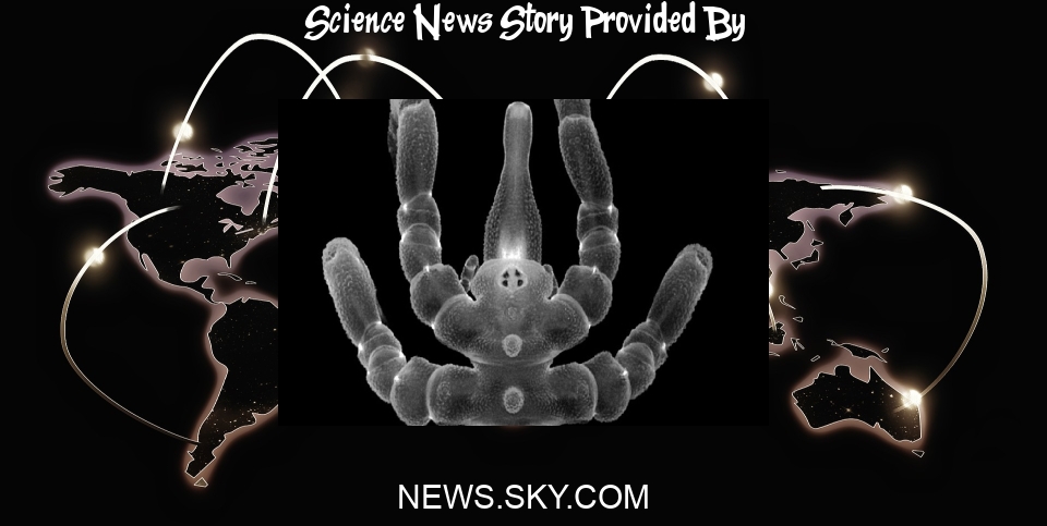 Science News: Sea spiders can regrow lost anuses and sex organs - leaving scientists stunned - Sky News