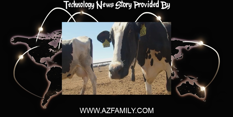Technology News: New technology helps Arizona cows stay healthy, track exercise and eating patterns - Arizona's Family