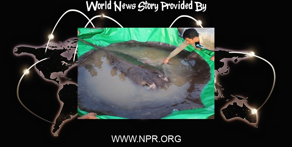 World News: Cambodian catches world's largest recorded freshwater fish, scientists say - NPR